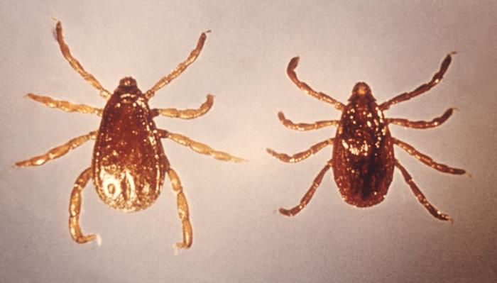 Гамазовые клещи в квартире фото Towards controlling the transmission of tick-borne diseases - GHTM