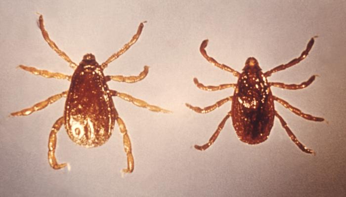 Image of two Rhipicephalus sanguineus ticks