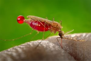 mosquito-Anopheles-gambiae-CDC_-James-Gathany