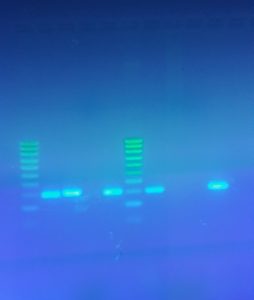 GHTM for Teens – PSI Visualisation of the separated DNA